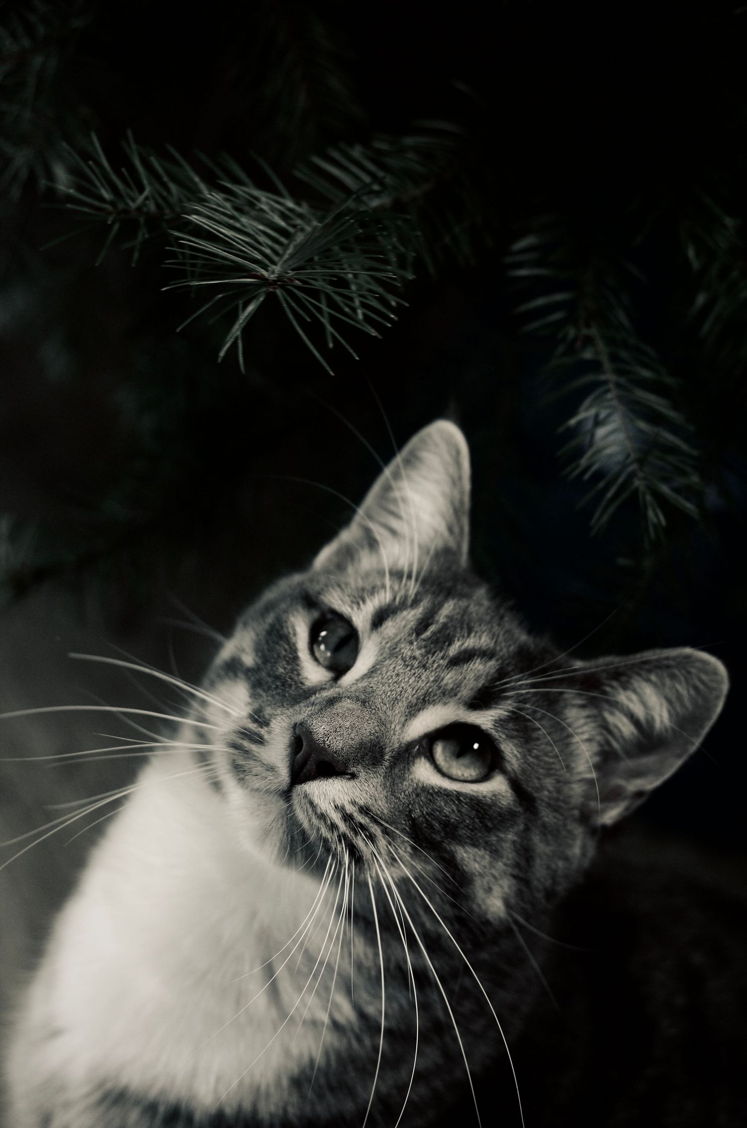 Black and white photo of a tabby cat gazing upward beneath pine tree branches in dramatic low-key lighting.