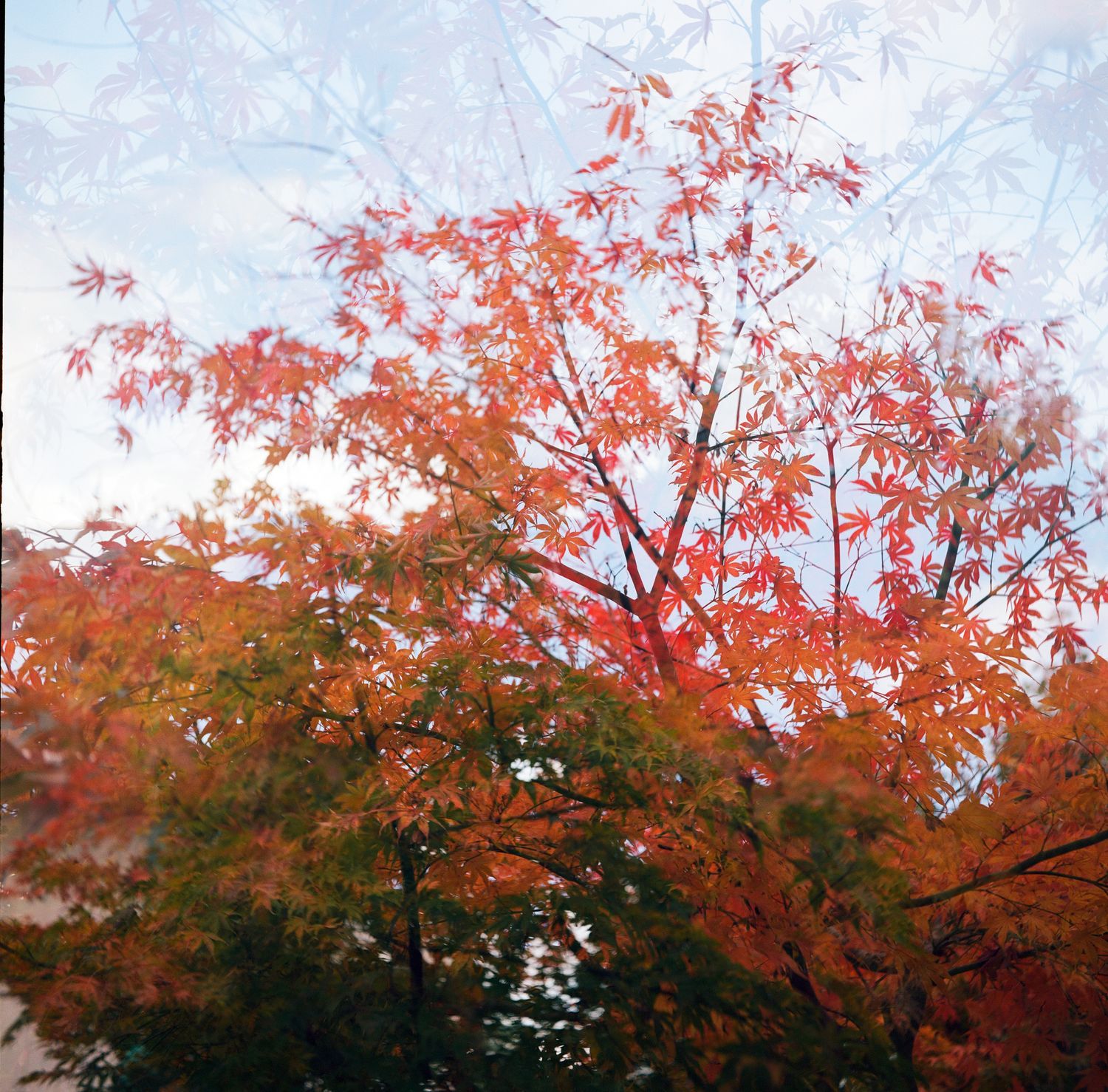 A vibrant Japanese maple tree displays brilliant red and orange autumn foliage against a cloudy sky.