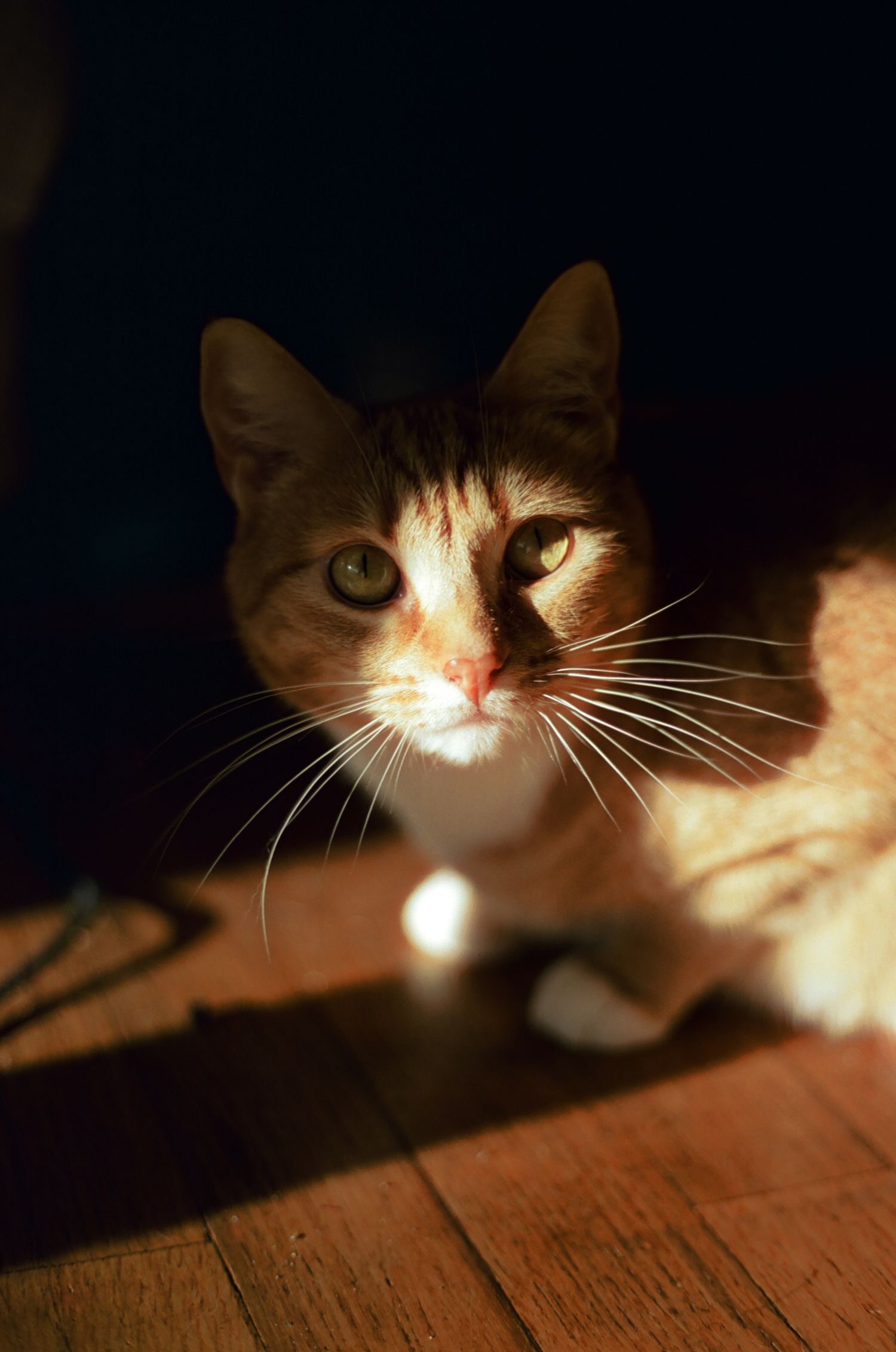 An orange tabby cat resting on a hardwood floor, lit by a beam of sunlight in a dark room.