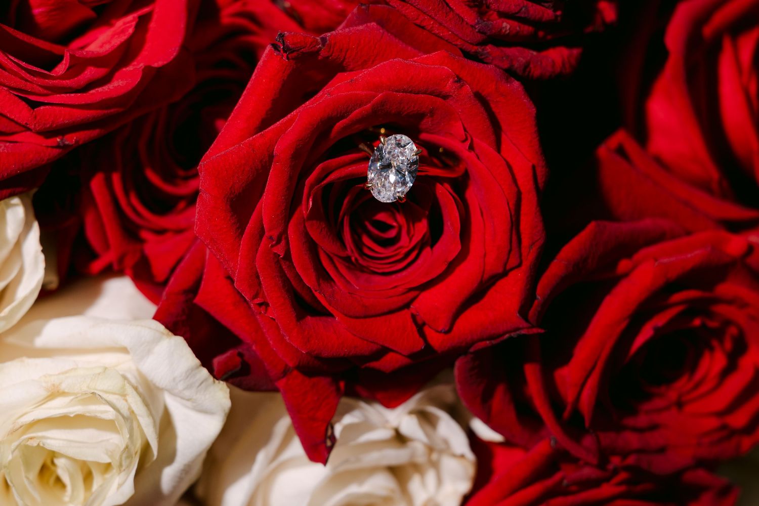 Diamond engagement ring nestled among vibrant red and white roses in a romantic bouquet.