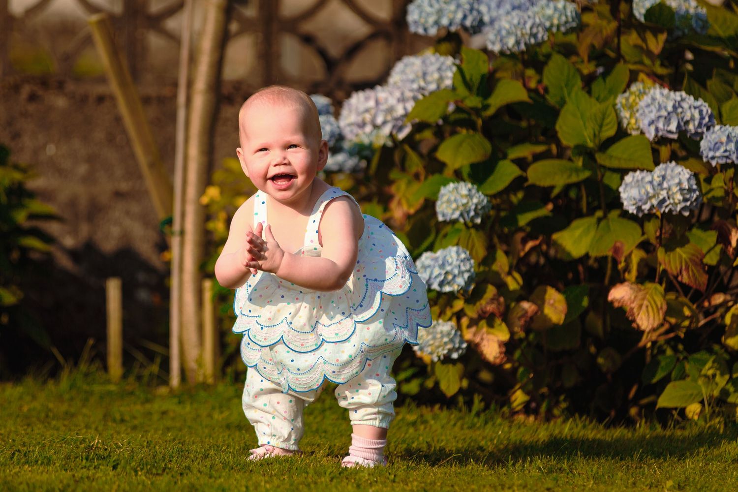Smiling baby girl in white dress standing on green grass beside blue hydrangea flowers in a sunny garden by Orkney Family Photographer