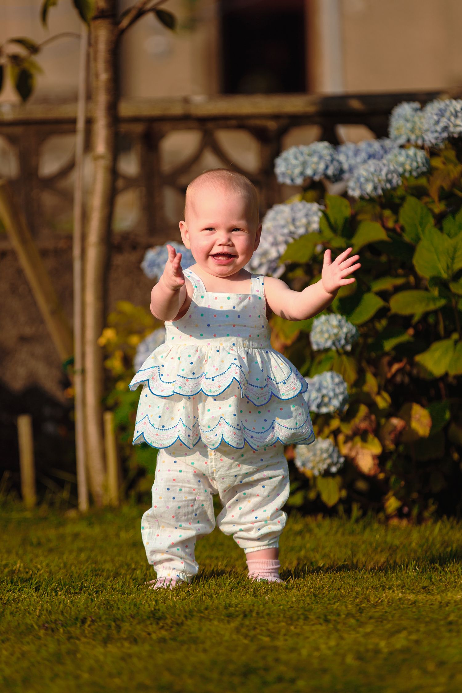 Happy baby in a blue dress standing on grass with hydrangea flowers in the background by Orkney Family Photographer