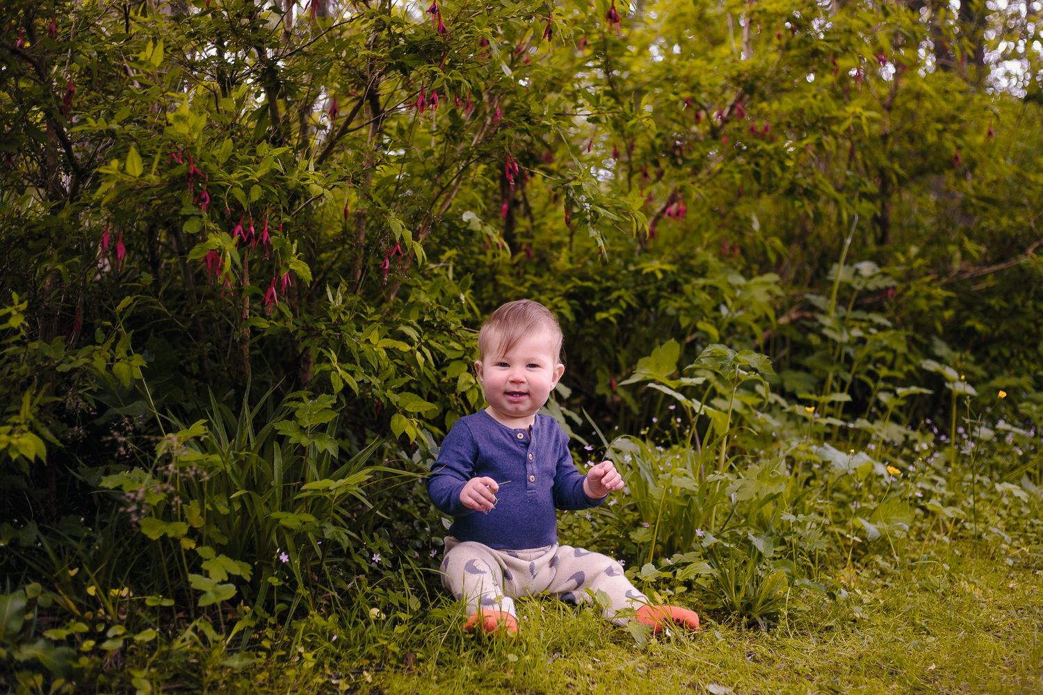 Happy baby boy in blue cardigan sitting on grass in front of lush green bushes with pink flowers  by Orkney Family Photographer