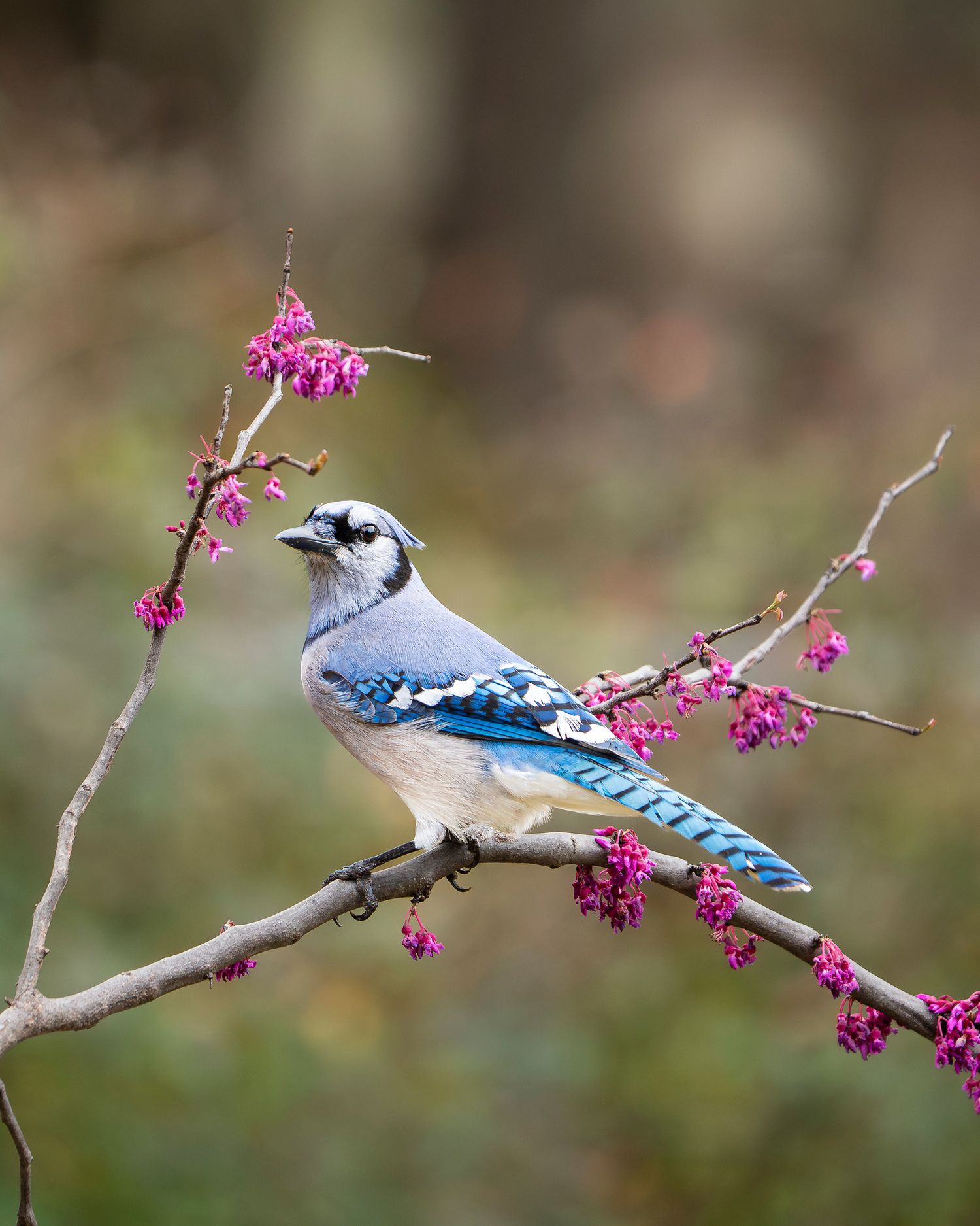 Blue Jay with Red Buds