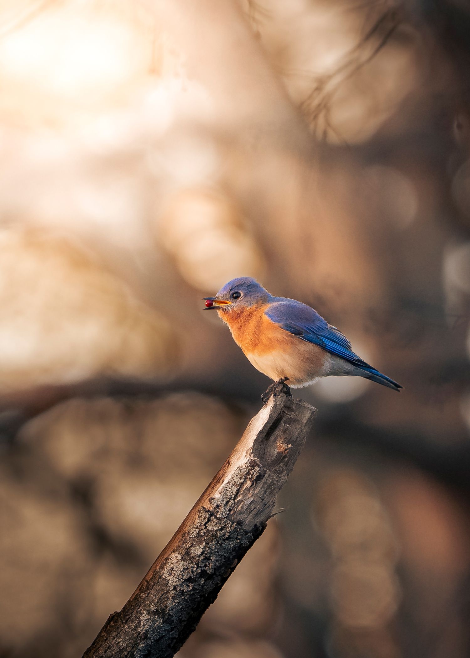Eastern Bluebird with Berry