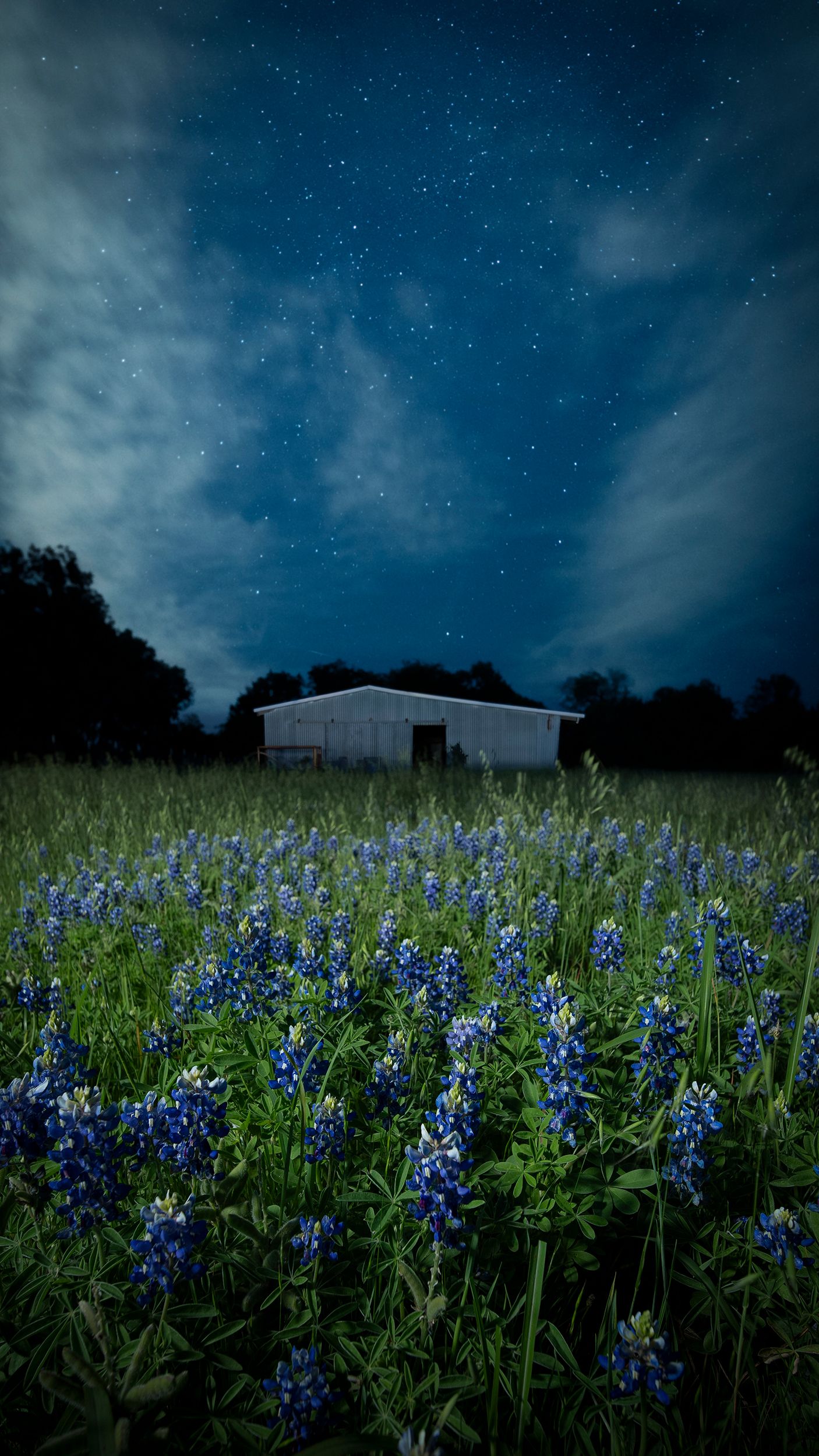 Bluebonnets Under Texas Stars