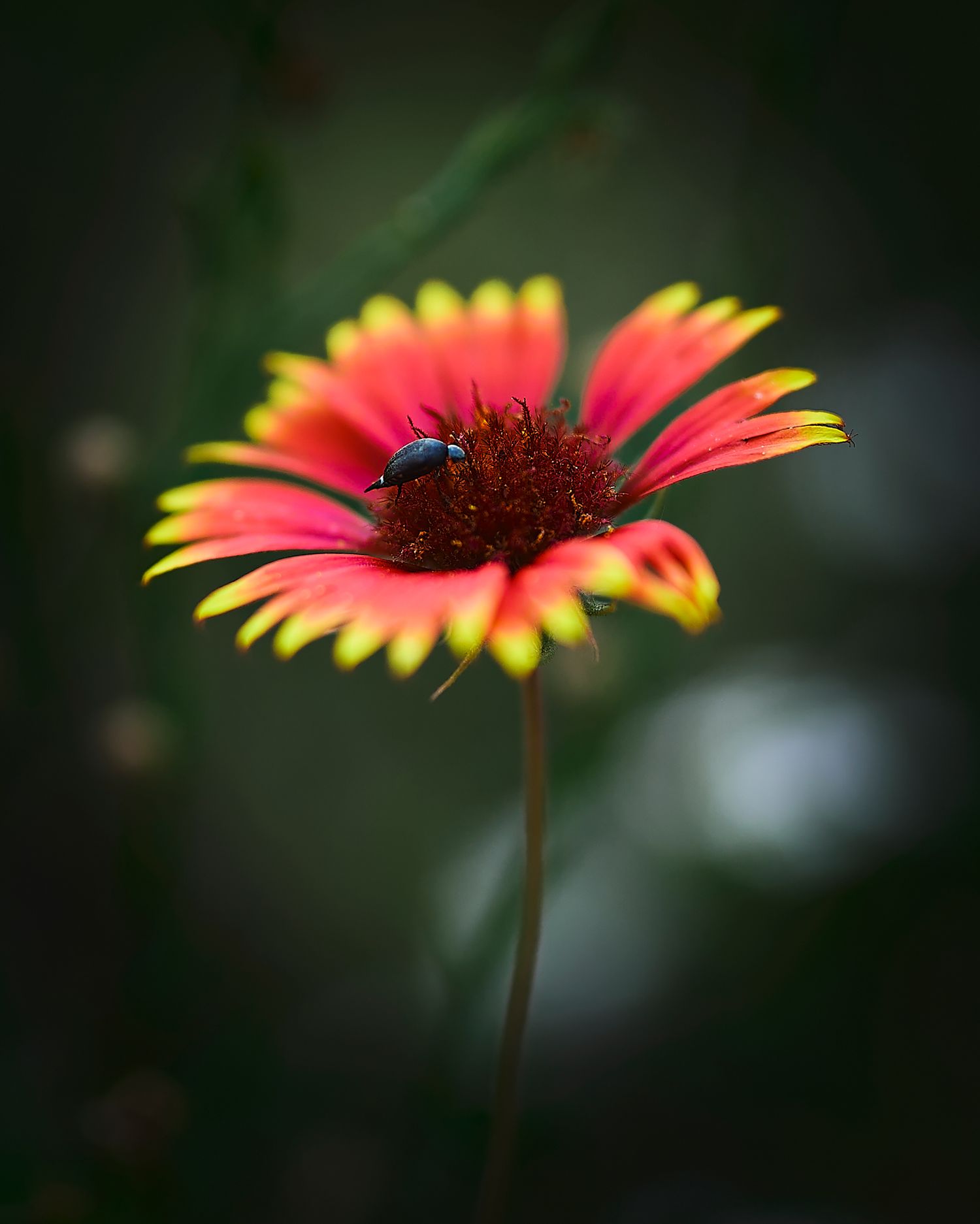 Indian Blanket