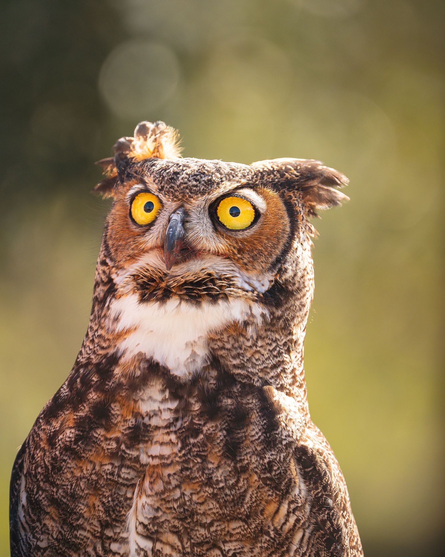 Very surprised Great Horned Owl