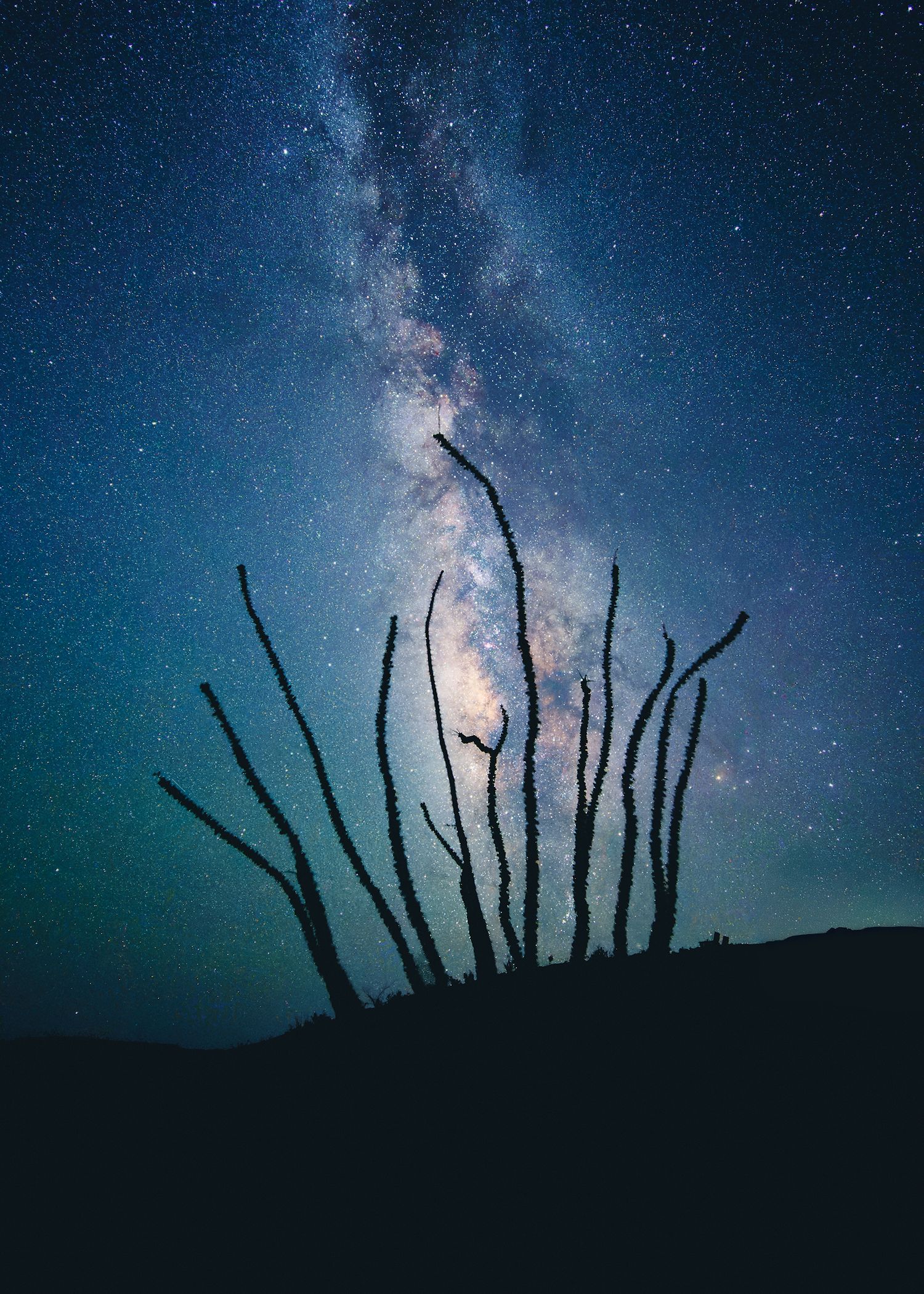 Ocotillo Under Milky Way