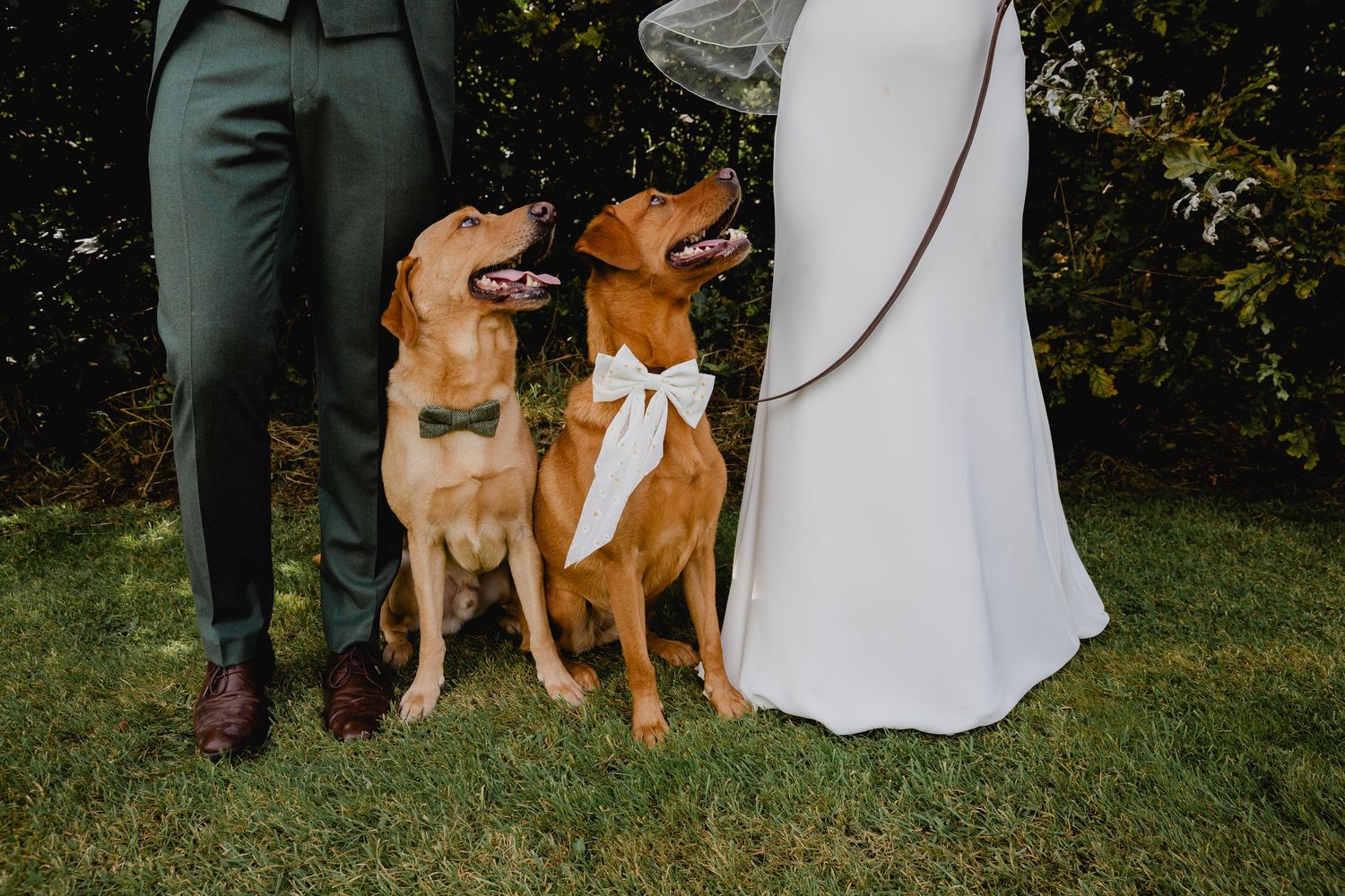 Two golden Labrador dogs with bow ties sitting beside bride and groom at outdoor wedding.