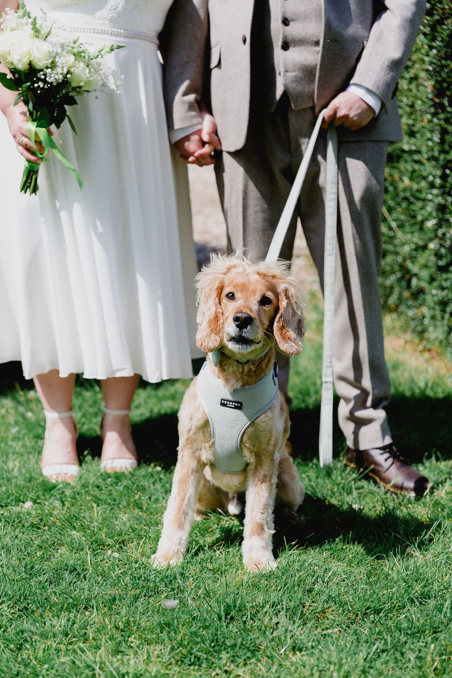 Golden cocker spaniel in harness standing with bride and groom on green grass.