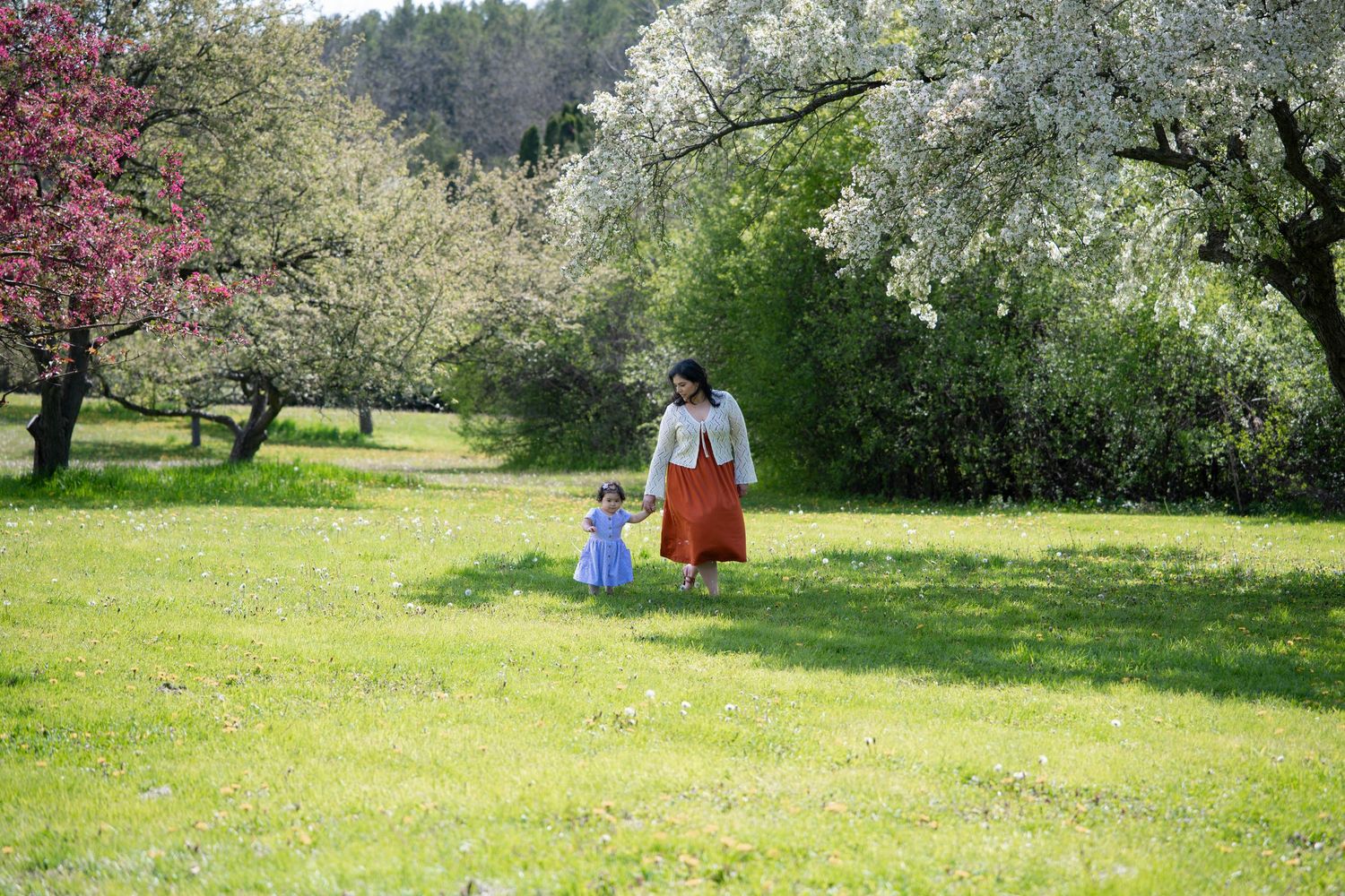 Mother and young child walk hand-in-hand through a lush green orchard with blooming trees.