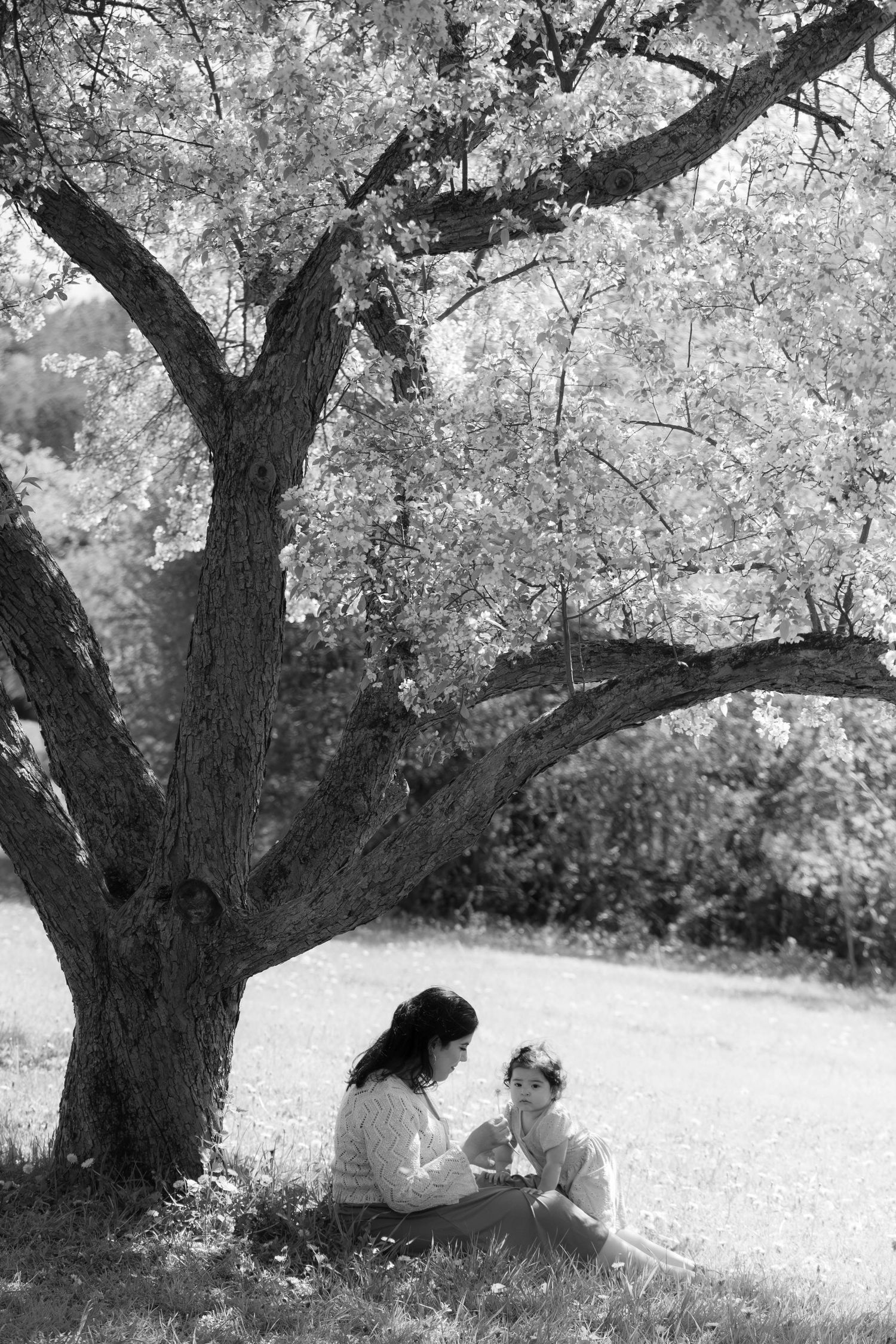 Black and white photo of mother and child sitting together under a large blossoming tree.