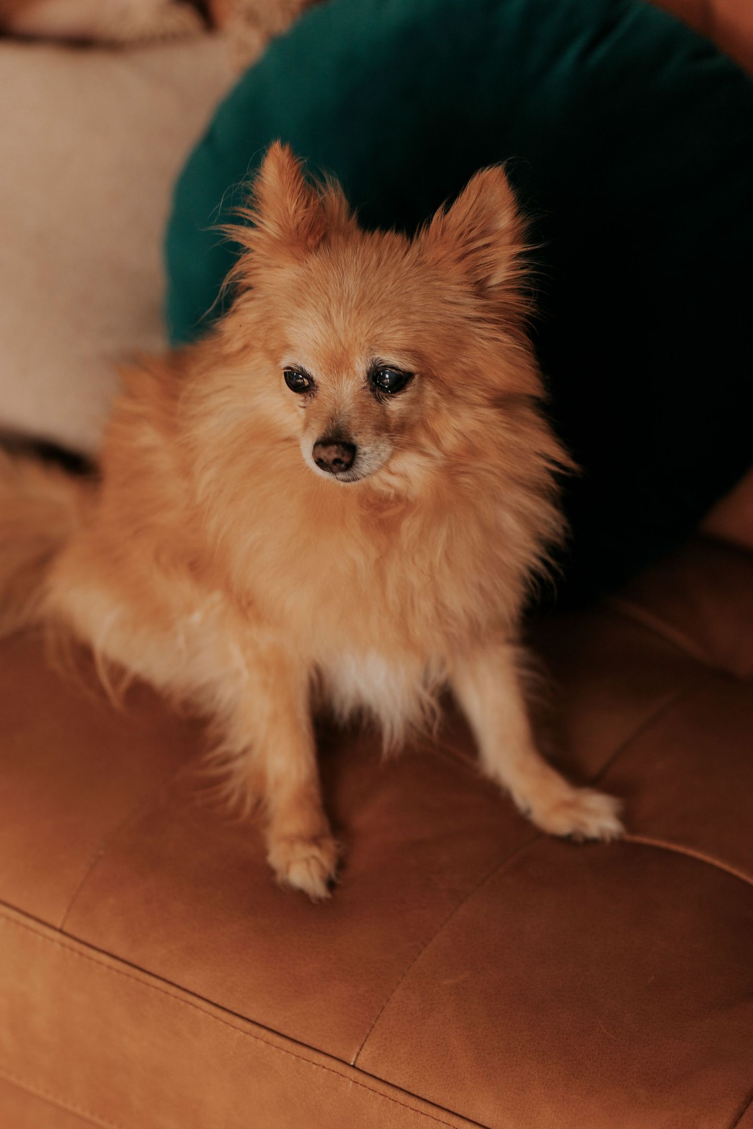An adorable Pomeranian dog with fluffy orange fur sits on a wooden floor, looking attentively at the camera.