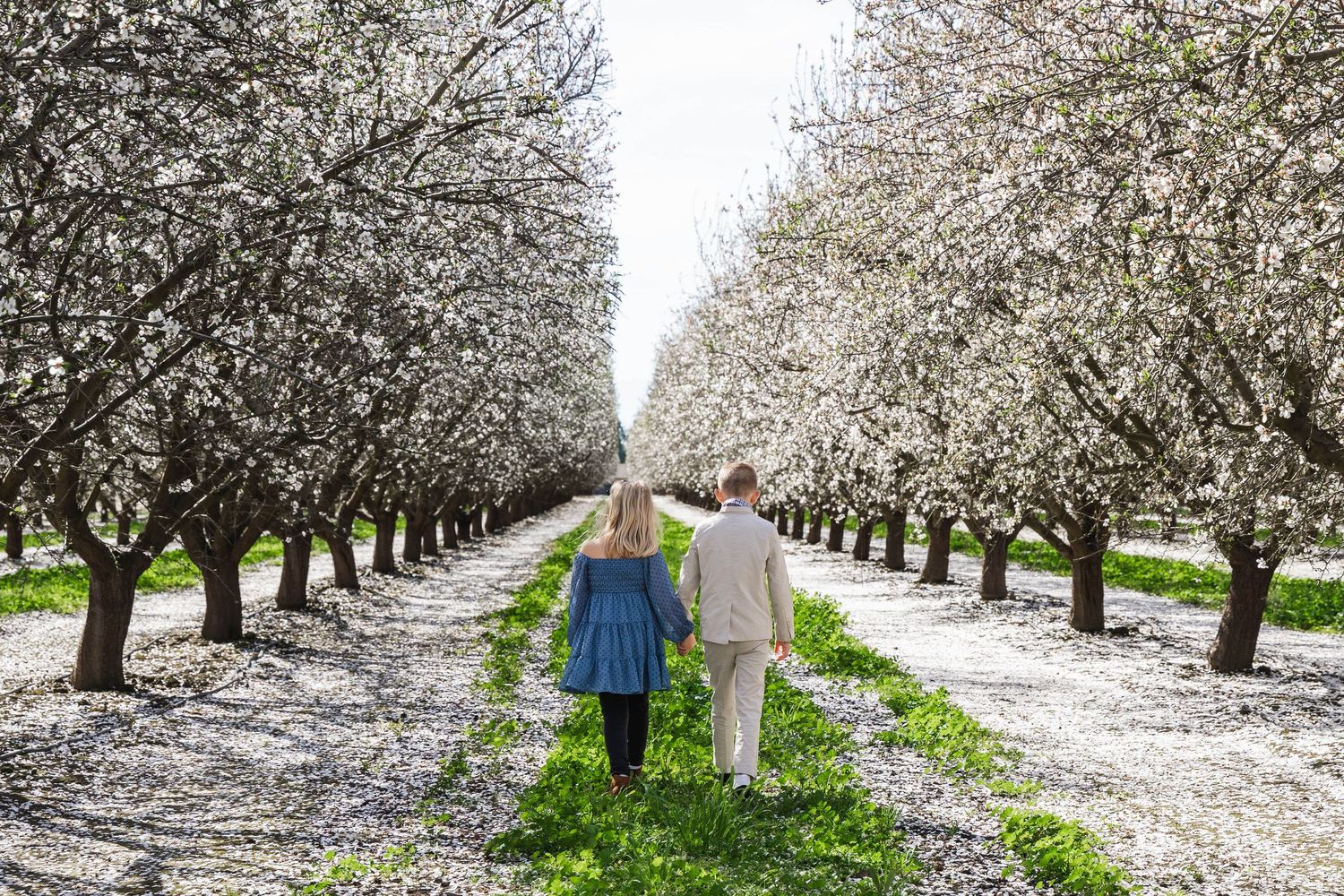 Young kids visiting almond orchards in bloom