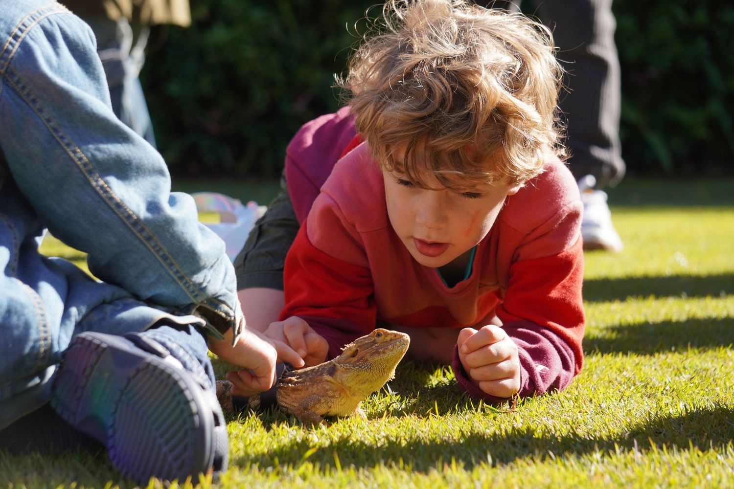 A little boy with light brown wavy hair wearing a red jumper is on his hands and knees in a yard. He is looking carefully at a pet lizard.