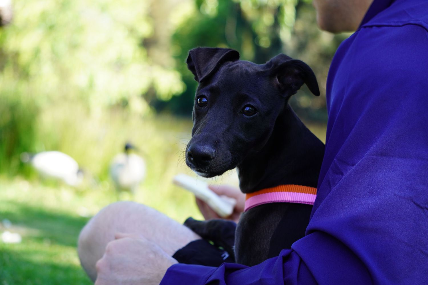 A black whippet puppy wearing a pink harness is at a park with its owner. The puppy is in the owners arms and looks at the camera.