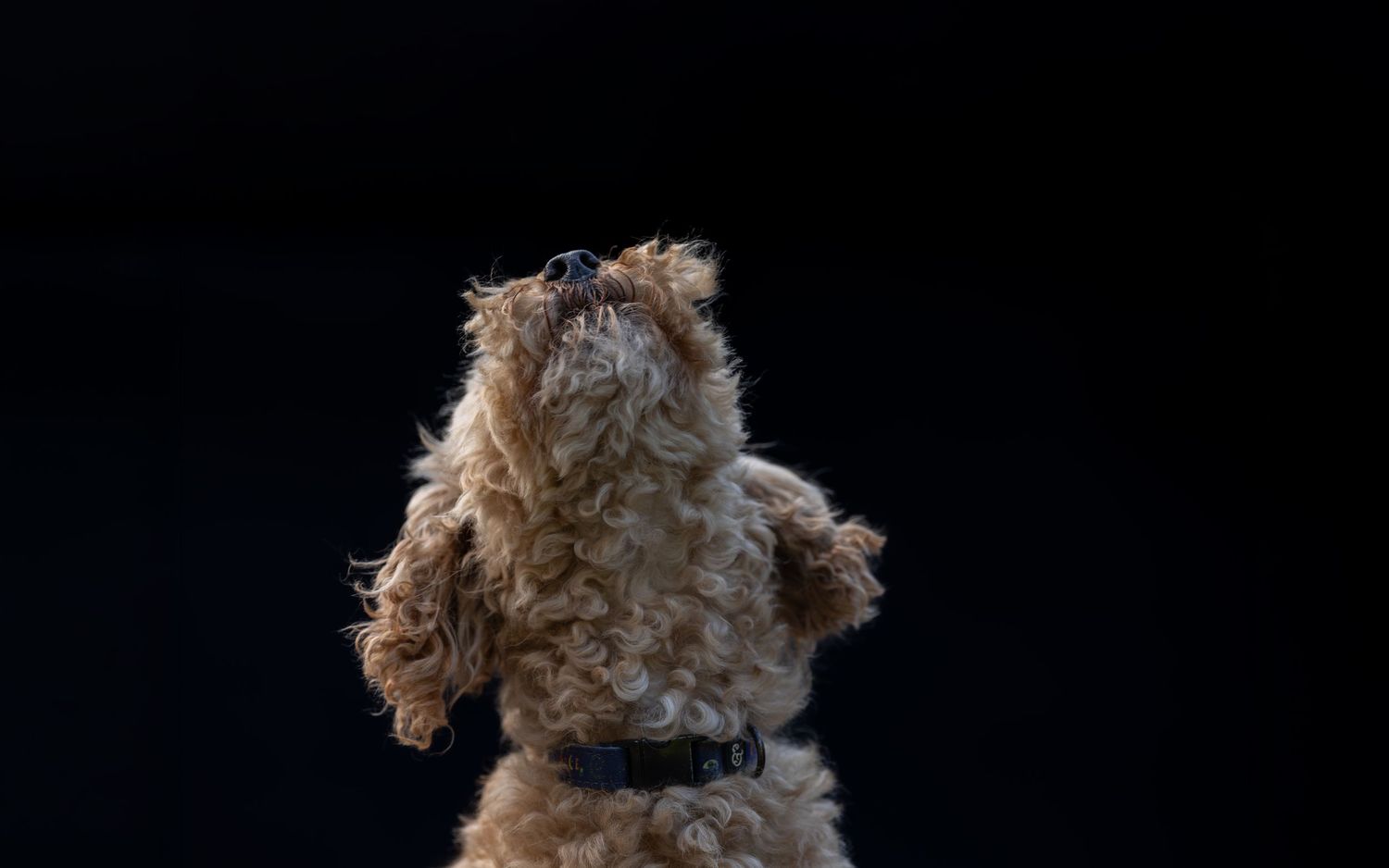 A fluffy brown toy poodle puppy sits up on hind legs against a dark black background.
