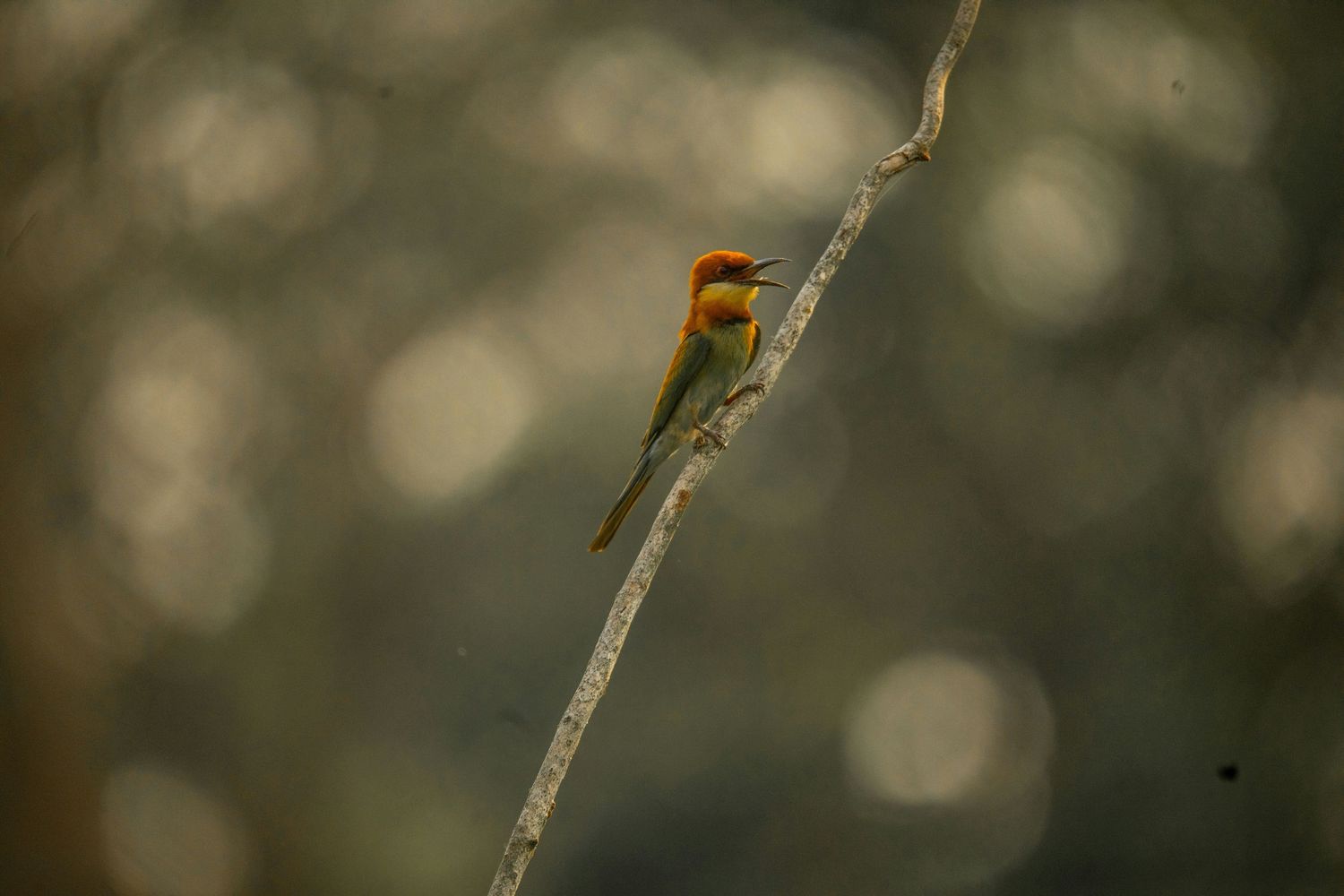 A small orange and brown bird perches on a thin branch against a blurred natural background.