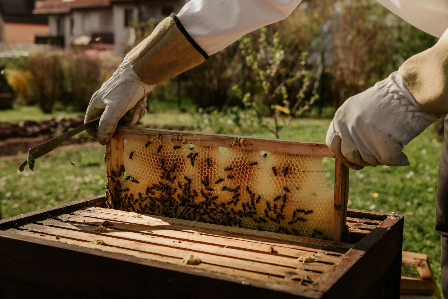A beekeeper tends to wooden beehive frames in a sunny garden setting.