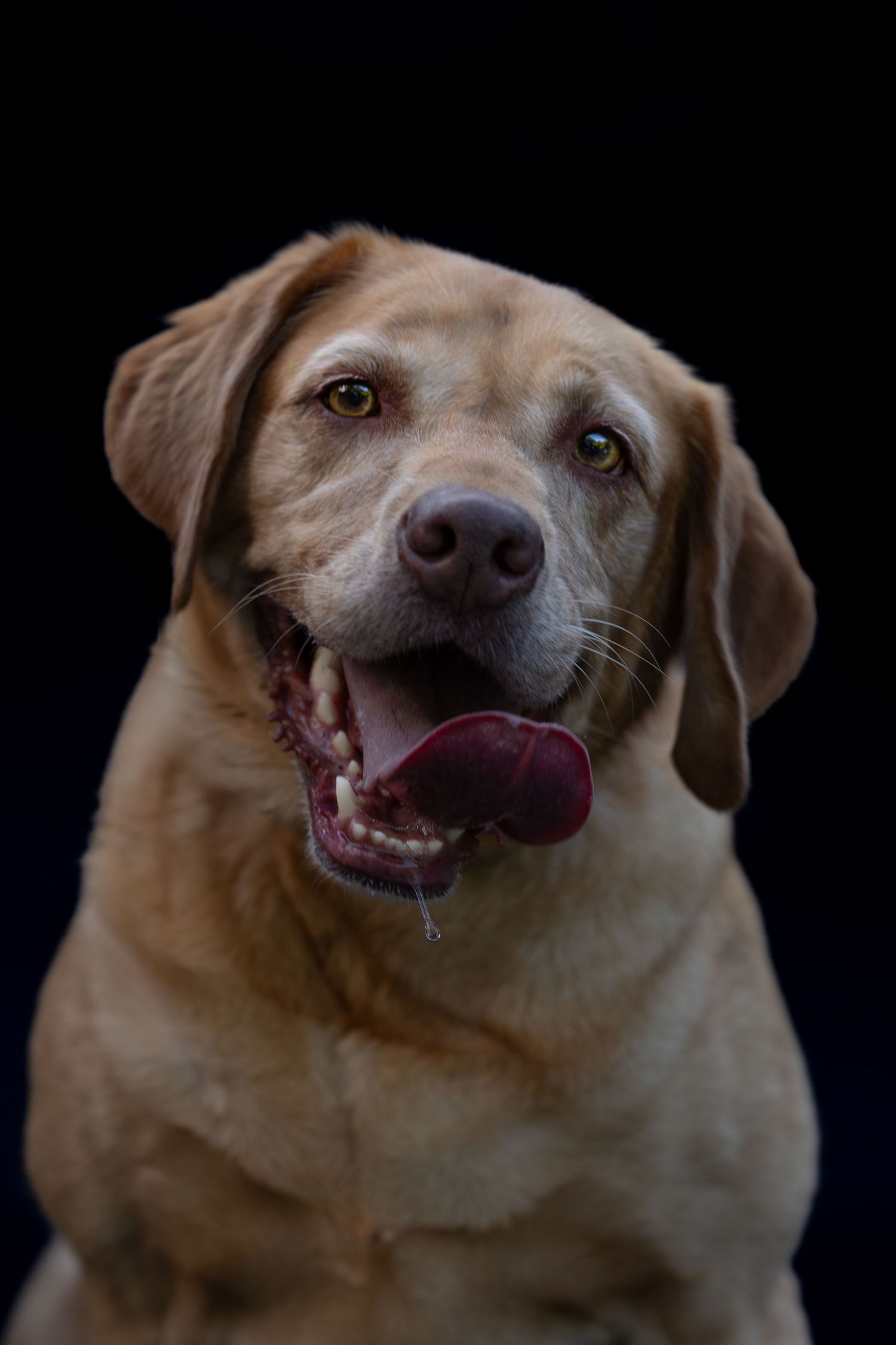 A golden Labrador Retriever with mouth open and tongue out poses against a dark black background.