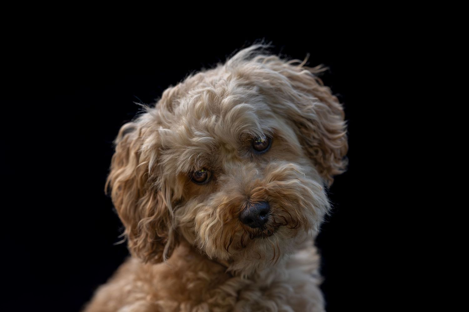 Adorable fluffy golden Cavapoo puppy with curly fur posed against a dark black studio background.