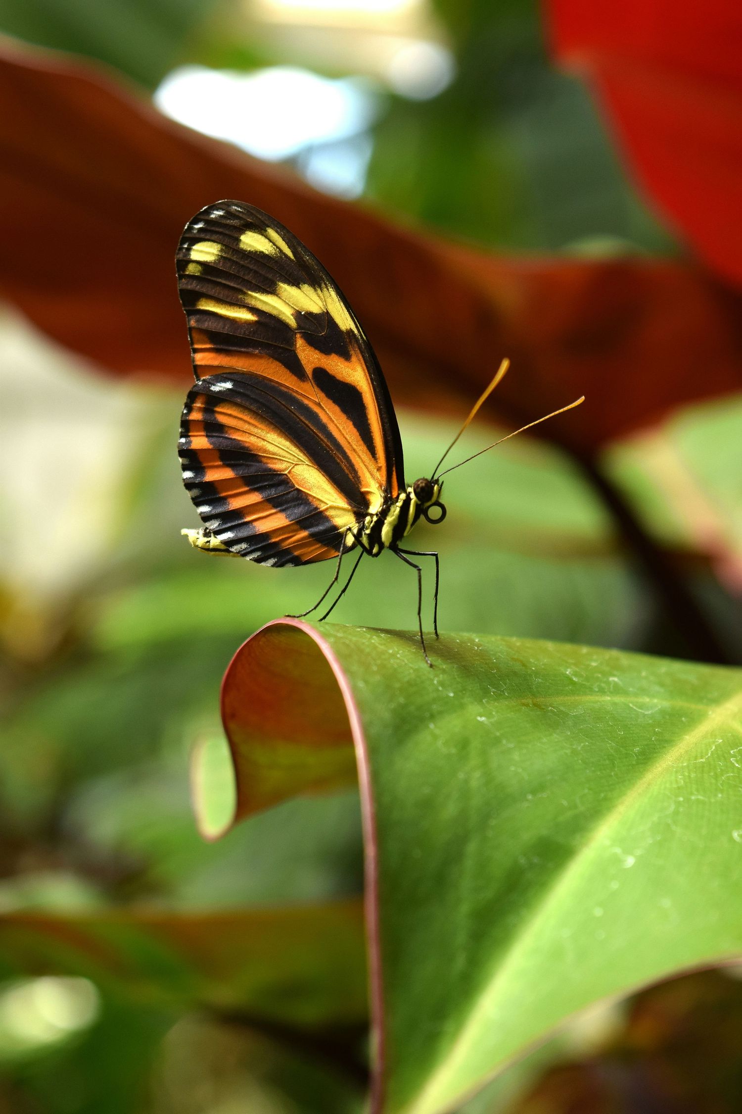 A tiger-striped butterfly with black and orange wings perches delicately on a green leaf in a garden setting.