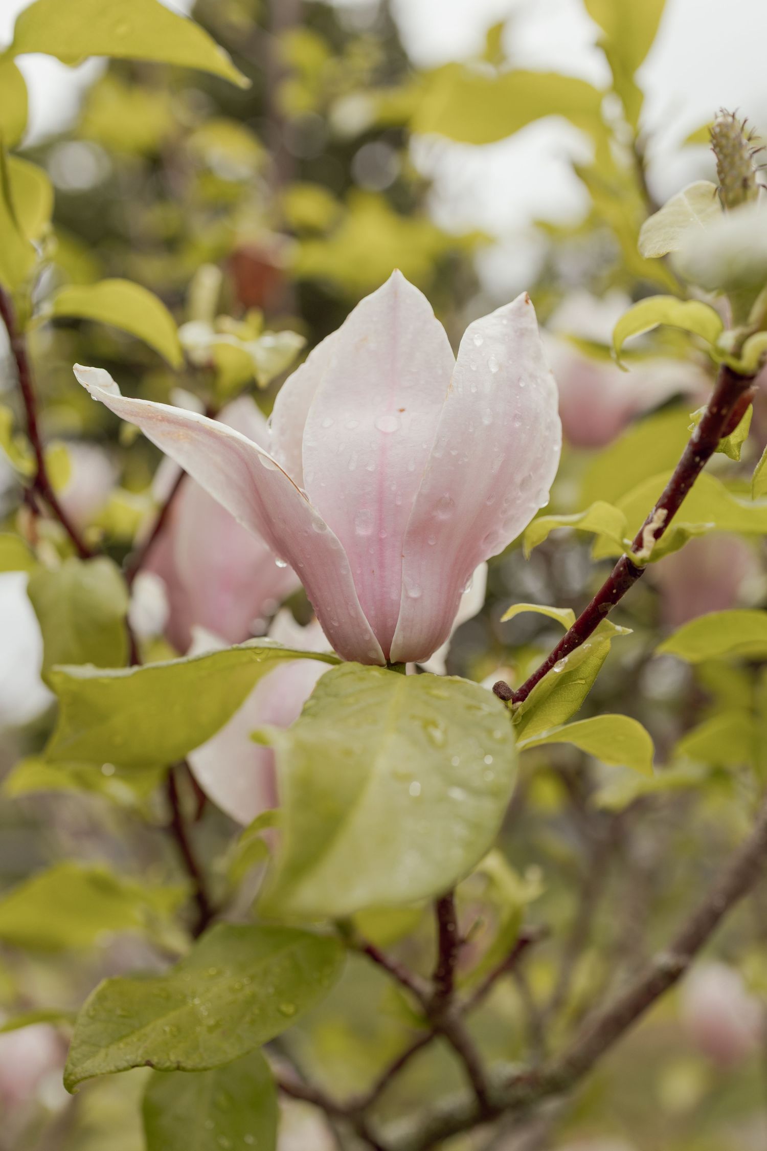 A delicate pink magnolia bloom with water droplets on its petals, surrounded by green leaves on a rainy day.