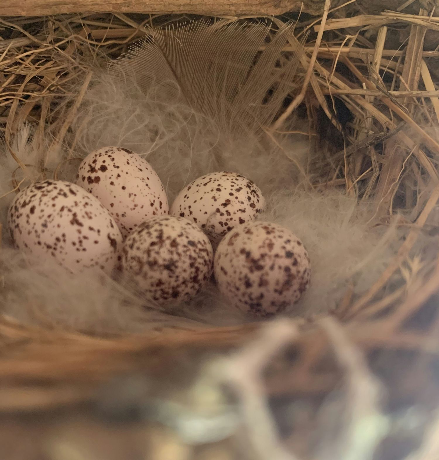 Speckled brown and white bird eggs nestled in soft straw and feathers in a natural nest setting.