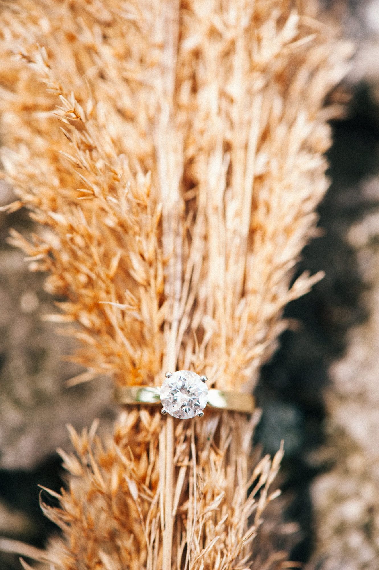 Diamond engagement ring artistically placed on dried wheat stalks.