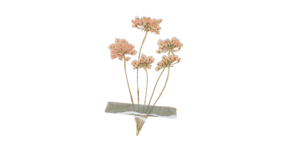 Delicate pressed dried pink wildflowers bundled together with gray tape on white background.