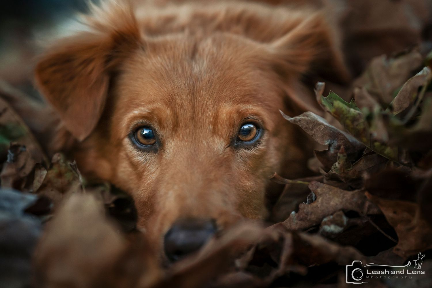 Brown dog peeking through autumn leaves with bright blue eyes.