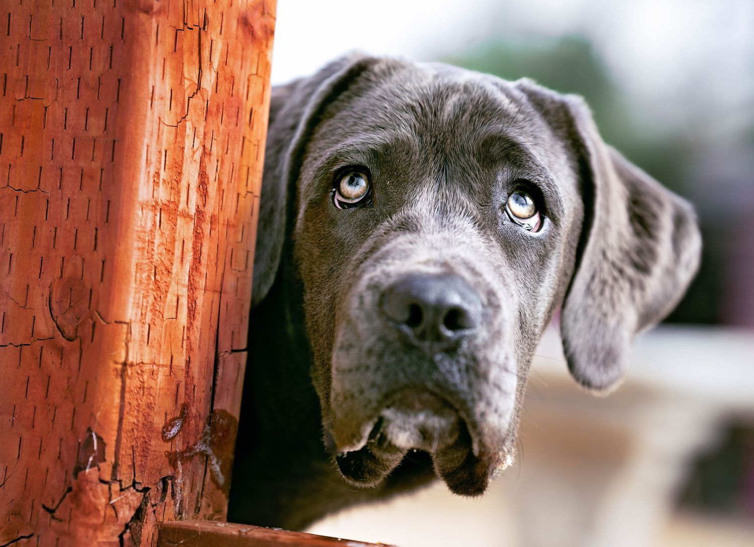 Close-up portrait series of grey dog against rustic wooden background.