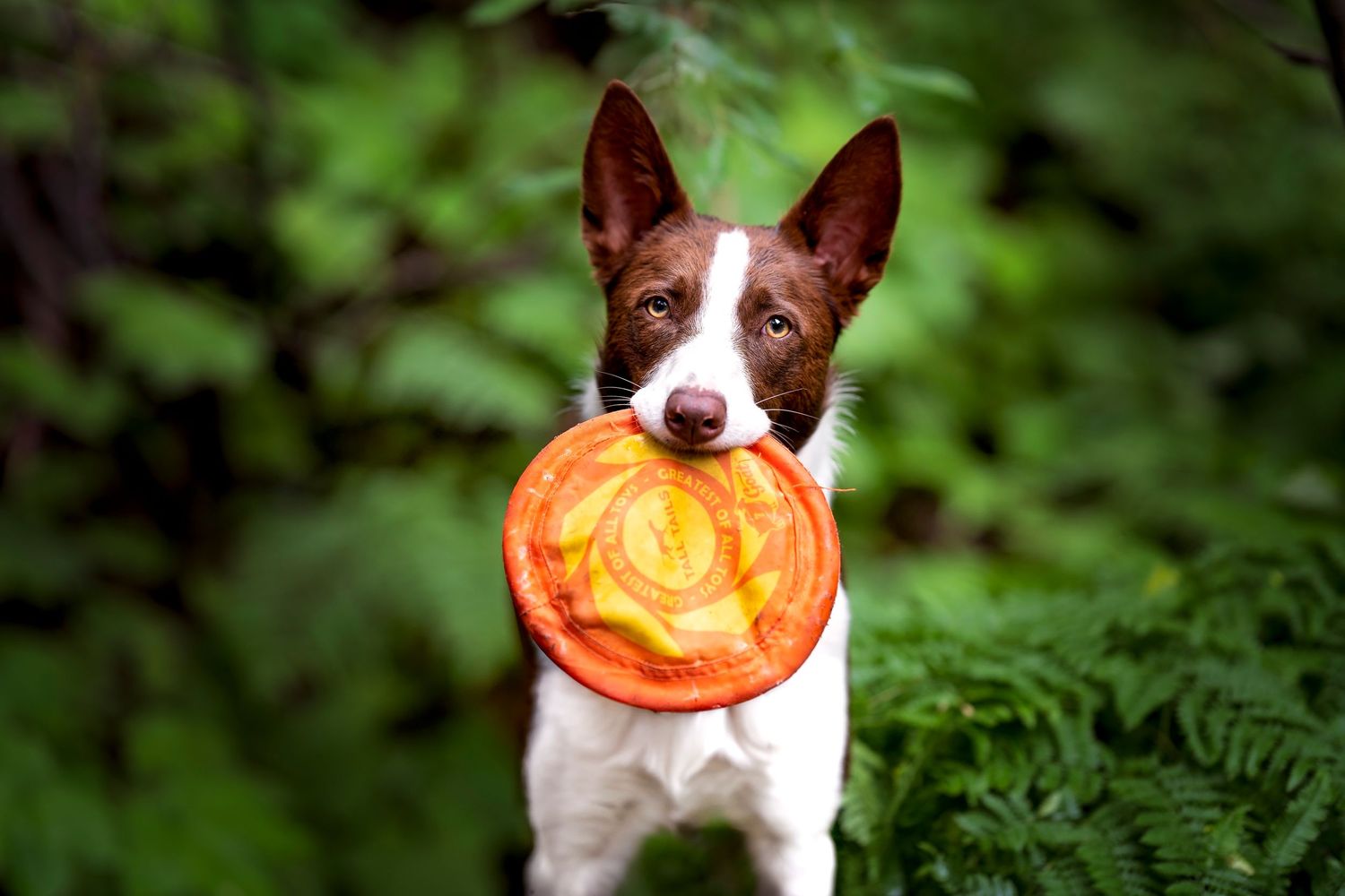 Small white and brown dog playing with orange frisbee in green forest.