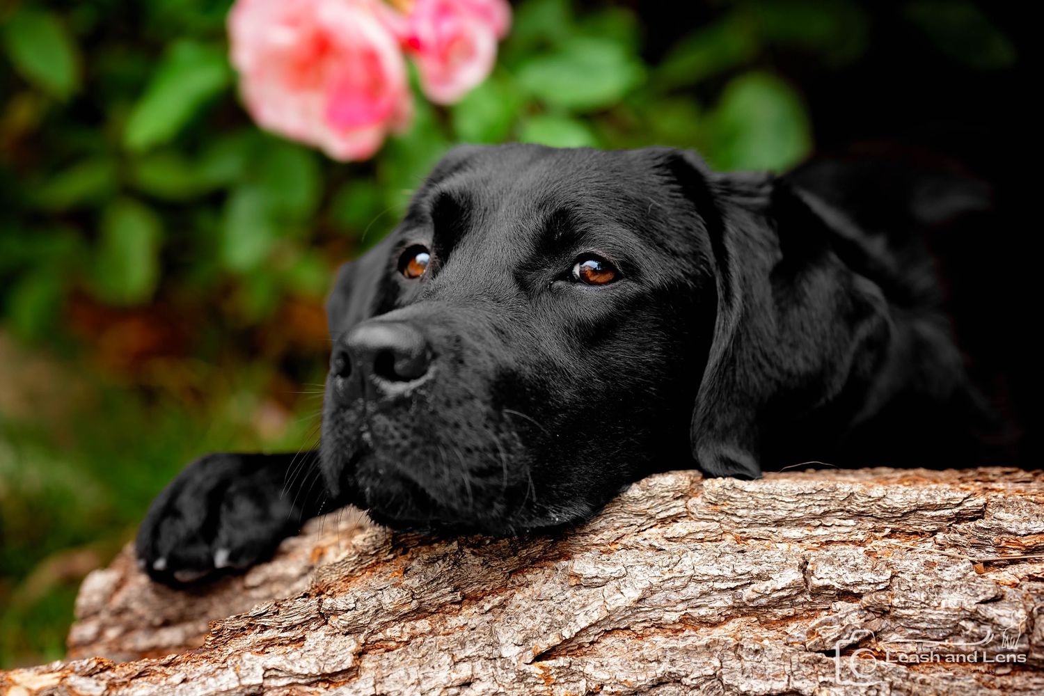 Black Labrador dog resting head on tree log with pink flowers in background.