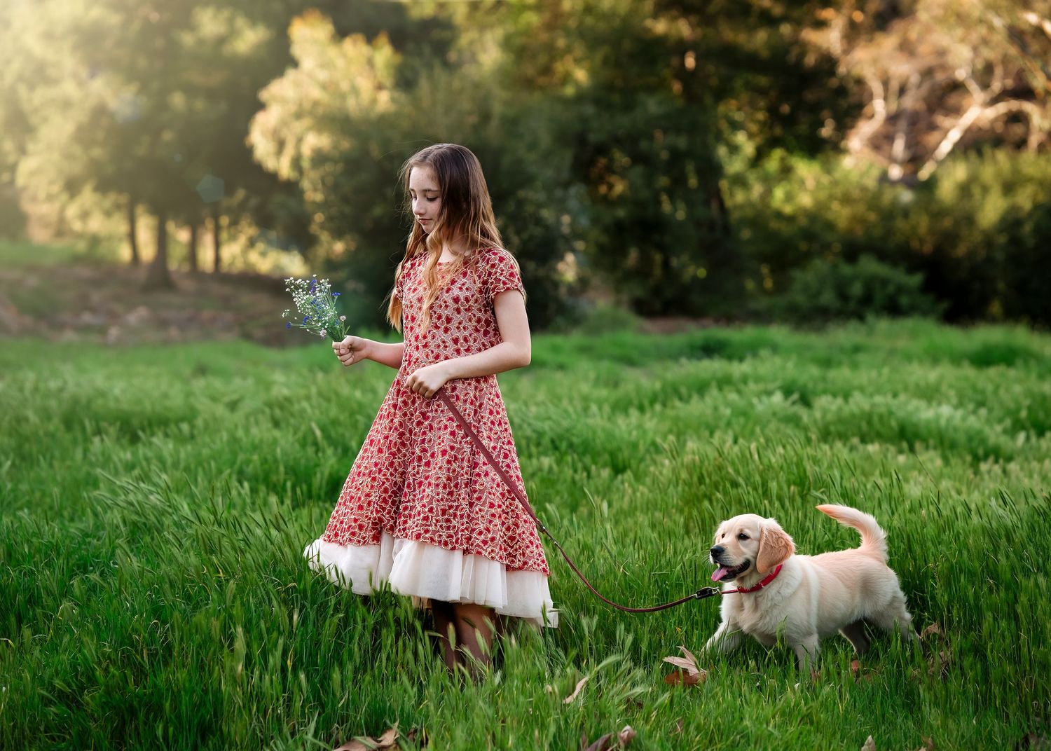 A white Labrador puppy plays in a green grassy field with someone in a floral dress on a sunny day.
