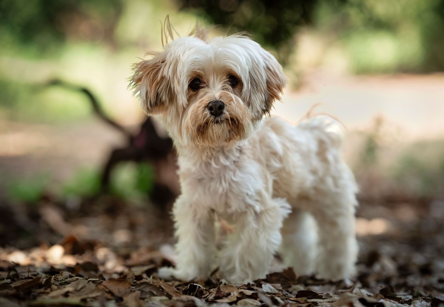 Small white fluffy dog walking through fallen leaves in garden setting.