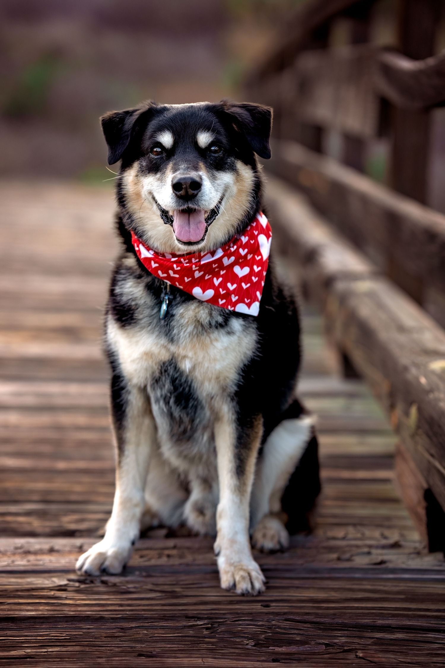 Black and white dog wearing a red bandana sitting on wooden deck boards.
