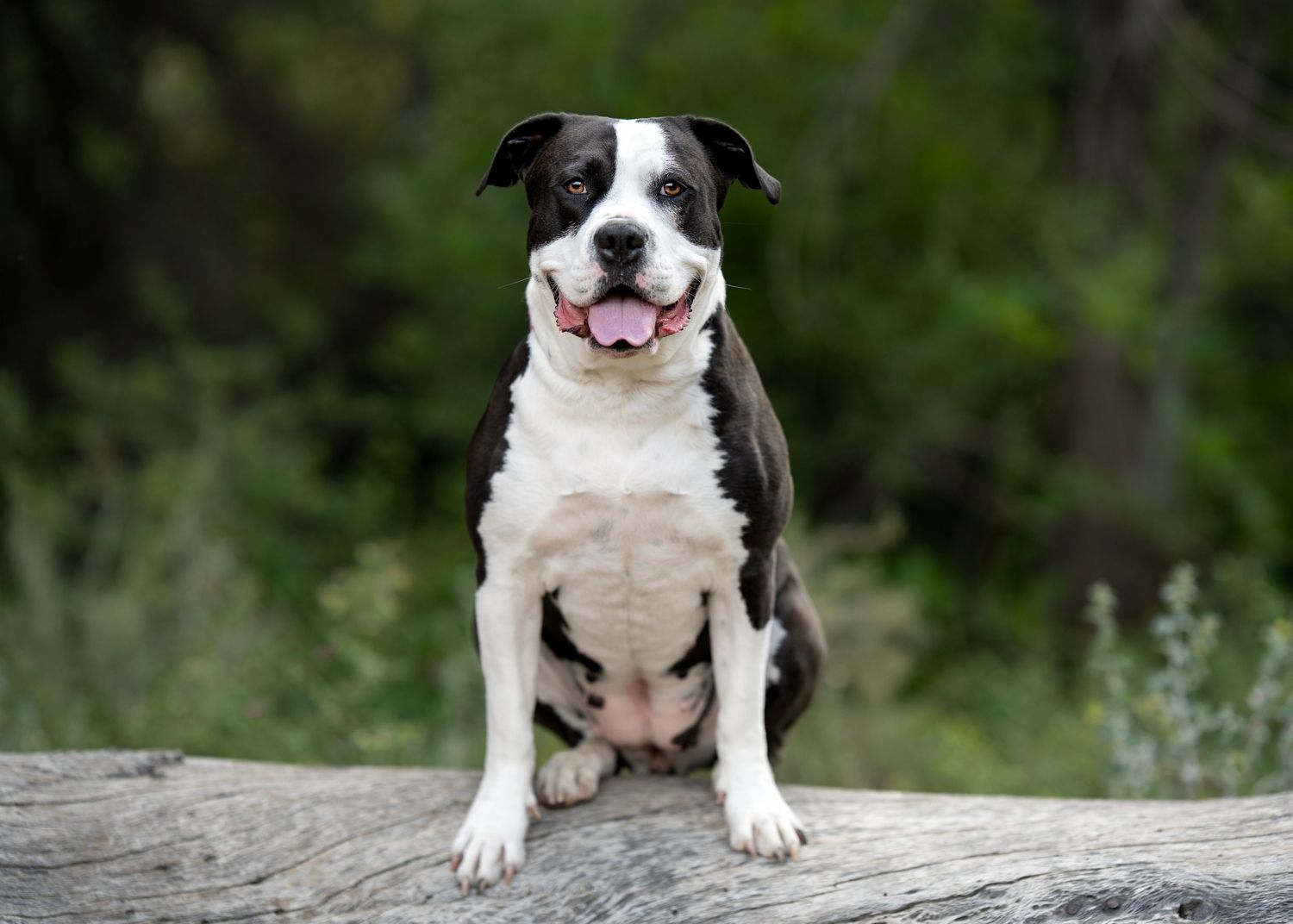Black and white Pit Bull dog sitting on a log with tongue out, smiling in a lush green outdoor setting.