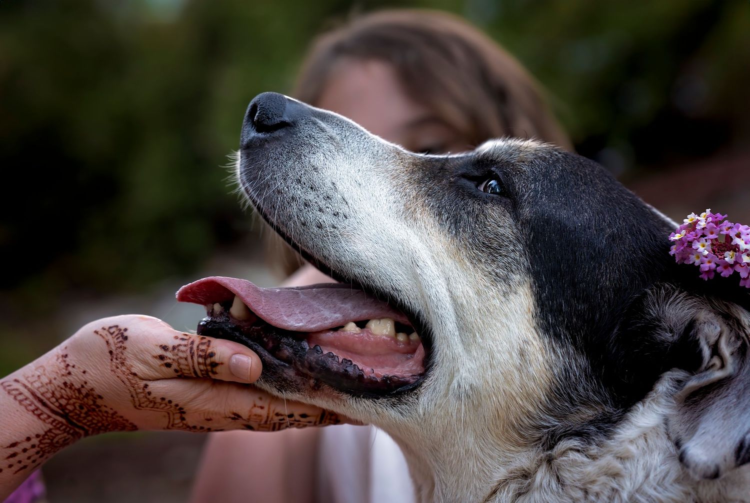 Series of close-up shots showing dog's profile against natural background.