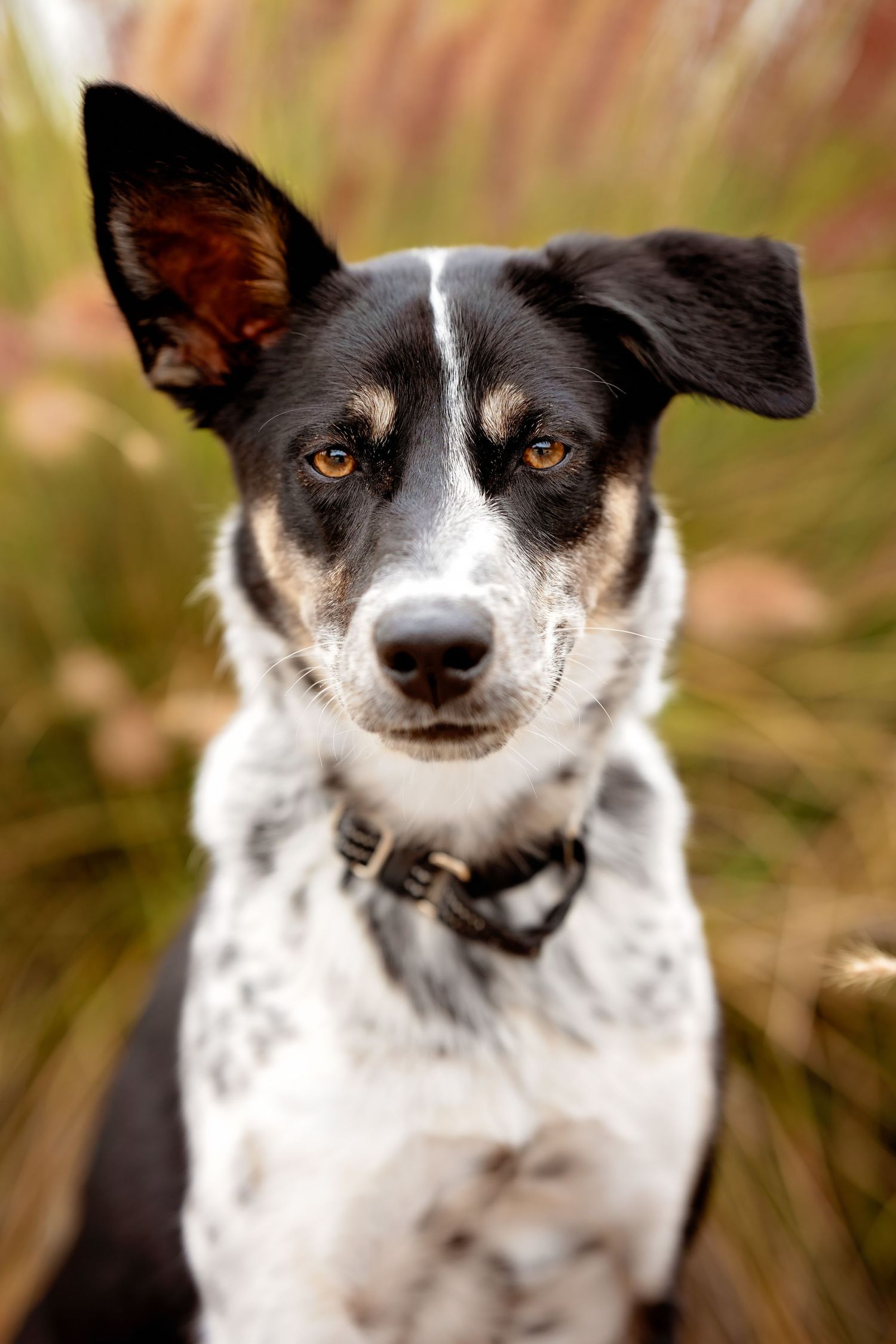 Black and white spotted dog with alert expression in close-up portrait.