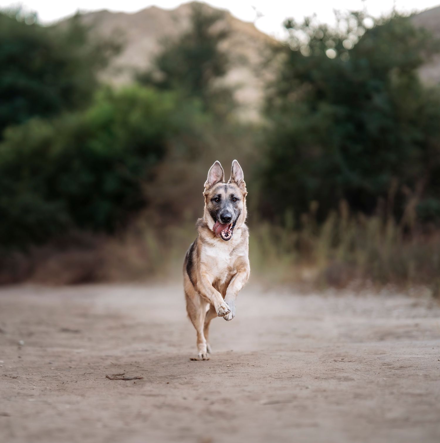 Dog running playfully across a sandy desert landscape.