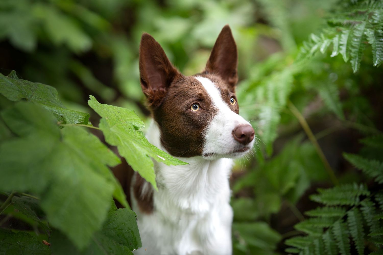 Brown and white dog portraits among lush green foliage.