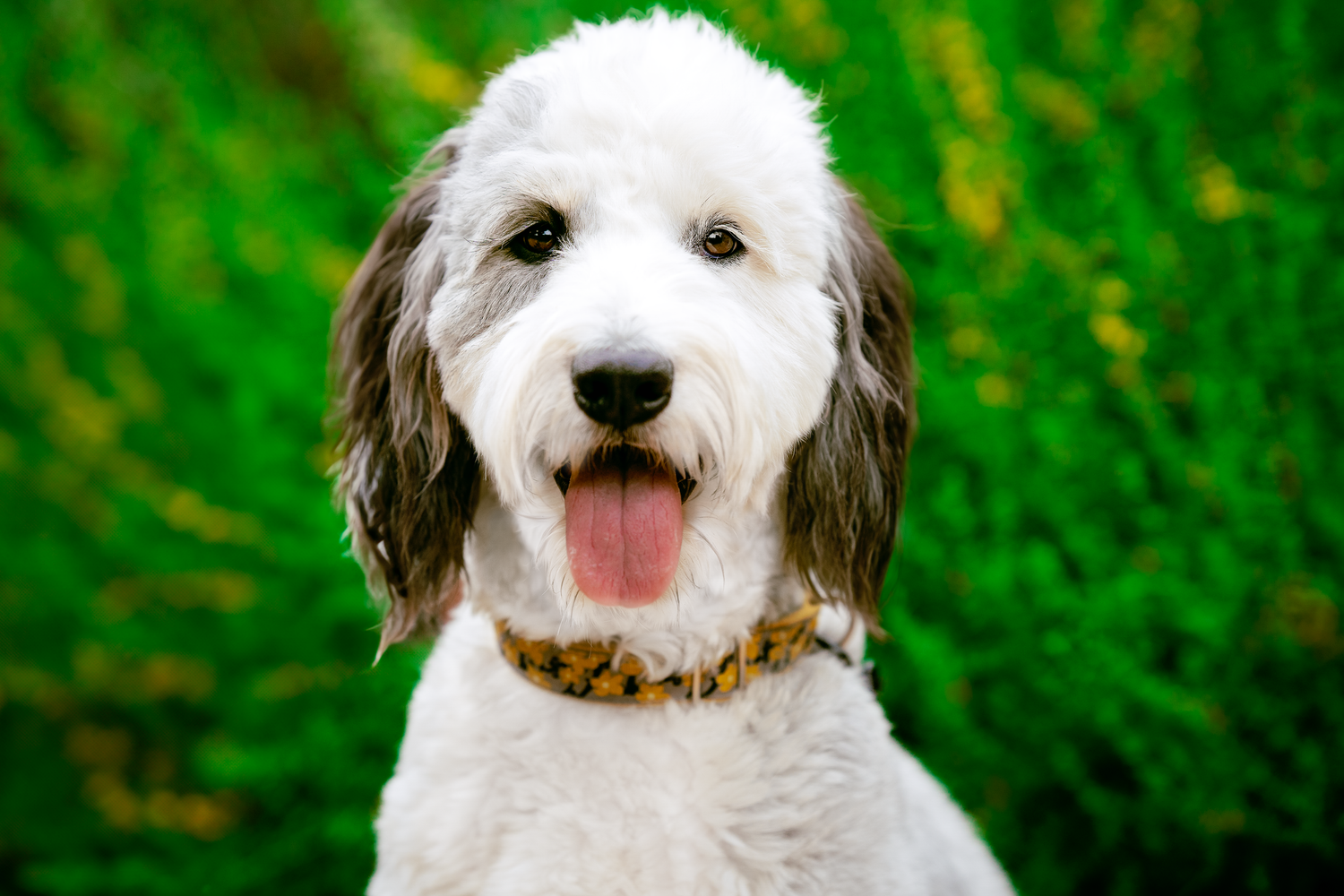 White fluffy dogs with happy expressions sitting in front of green foliage.