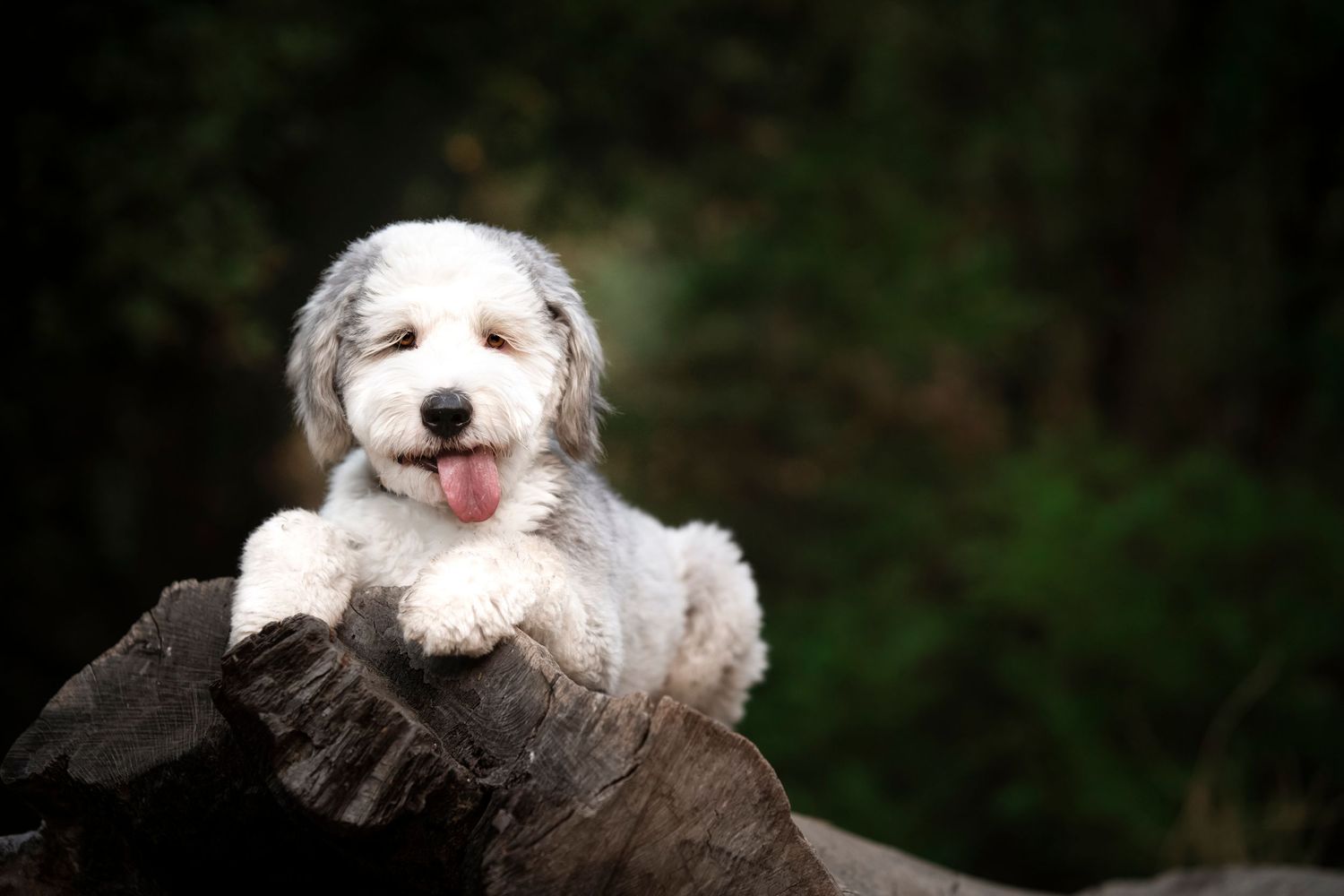 Fluffy white dog with happy expression peeking over dark background.