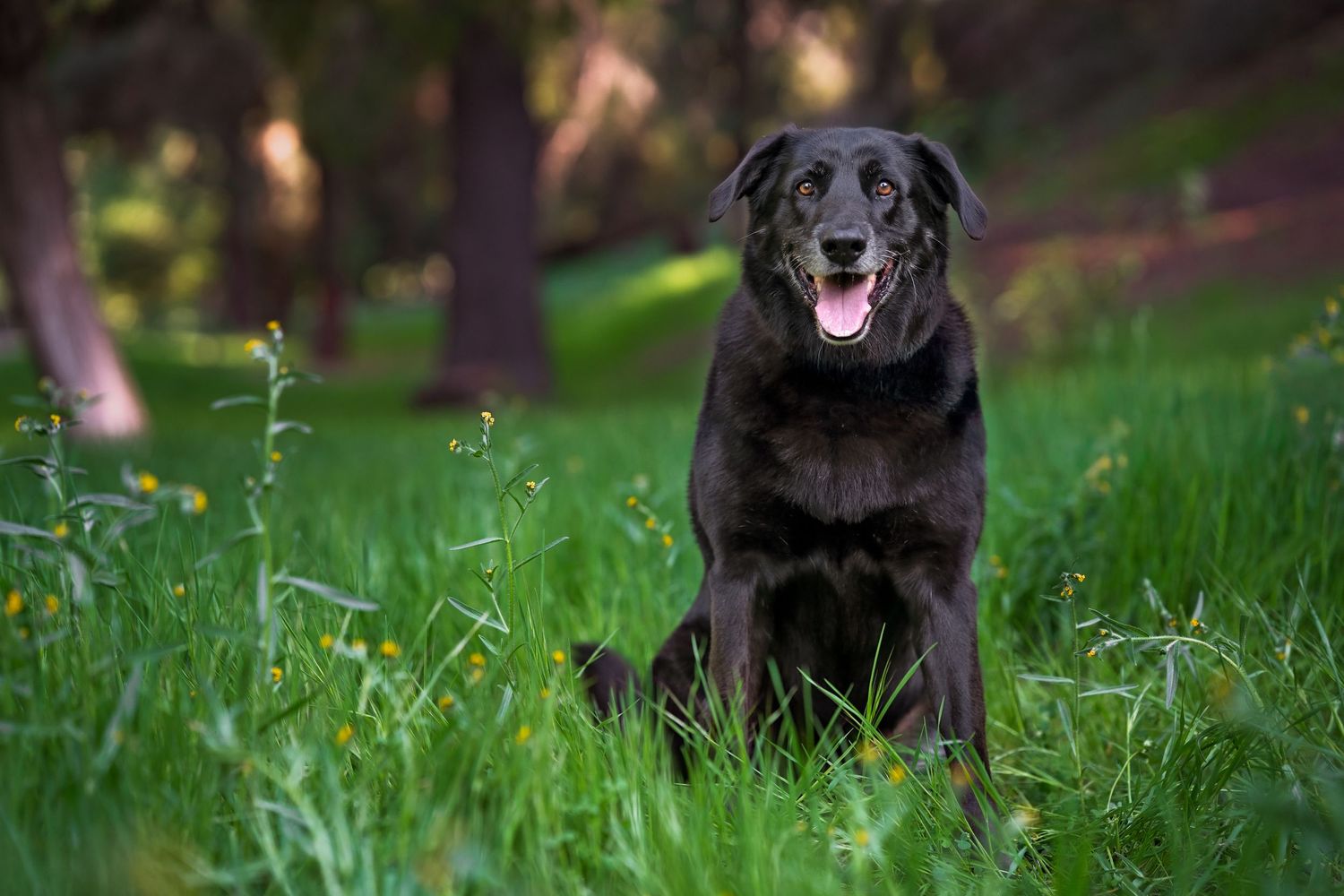 Black Labrador dog playing and running in lush green grass field.