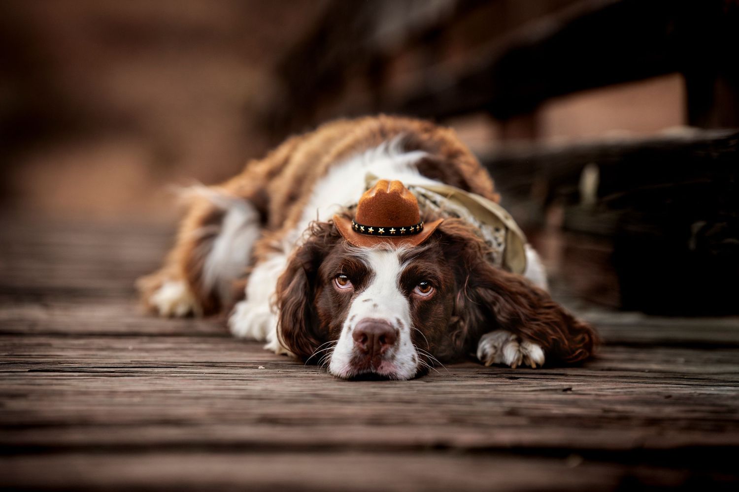 Spaniel dog resting peacefully on wooden deck surface.