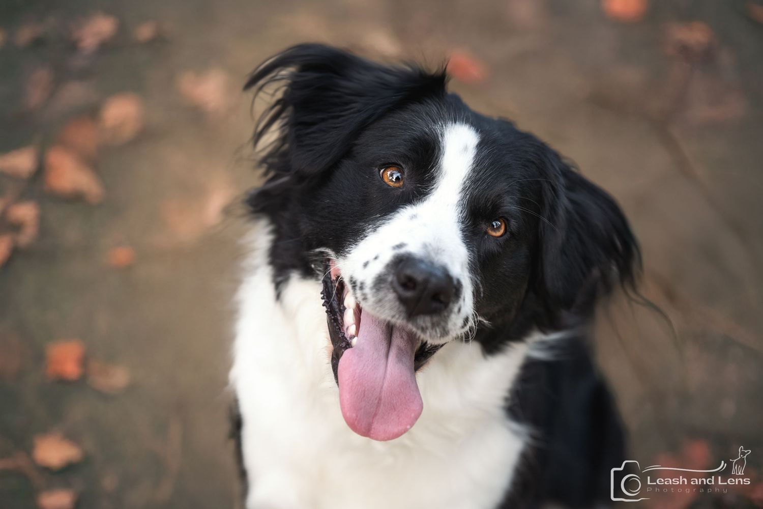 Black and white border collie with happy expression in autumn setting.