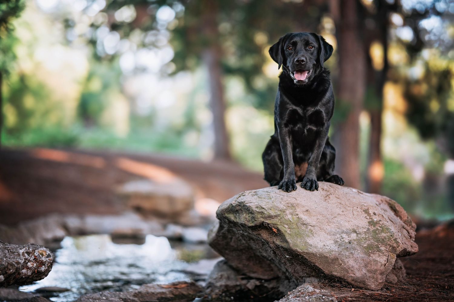 Black labrador puppy sits attentively on a large rock in a wooded outdoor setting.