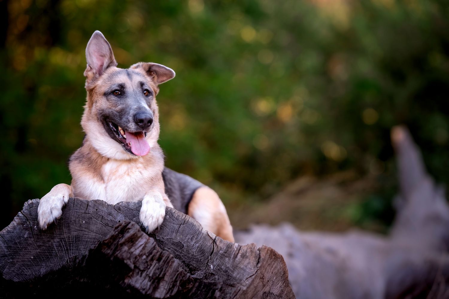 German Shepherd puppies playing and resting together on a grassy surface.